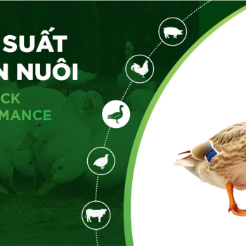 HIỆU SUẤT CHĂN NUÔI TRẠI VỊT THỊT – KHÁCH HÀNG NGUYỄN VĂN QUẾ