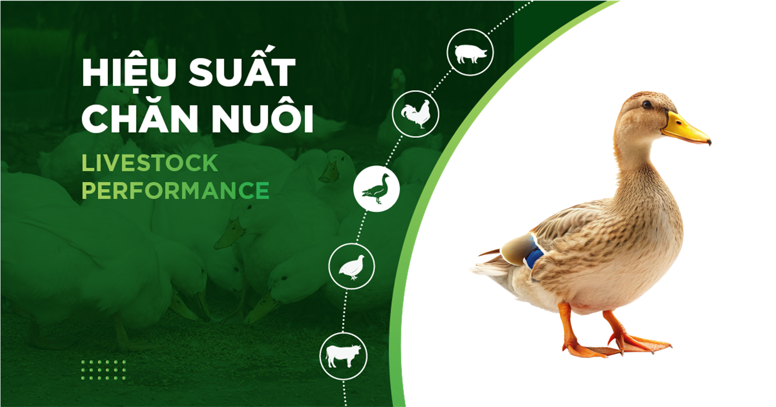 HIỆU SUẤT CHĂN NUÔI TRẠI VỊT THỊT – KHÁCH HÀNG NGUYỄN VĂN QUẾ