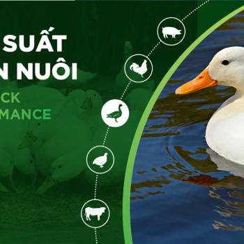 HIỆU SUẤT CHĂN NUÔI TRẠI VỊT THỊT – KHÁCH HÀNG HỆ THỐNG HÀ TUYỂN