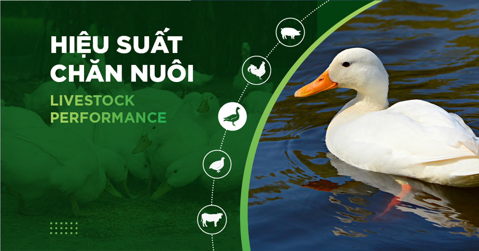 HIỆU SUẤT CHĂN NUÔI TRẠI VỊT THỊT – KHÁCH HÀNG HỆ THỐNG HÀ TUYỂN