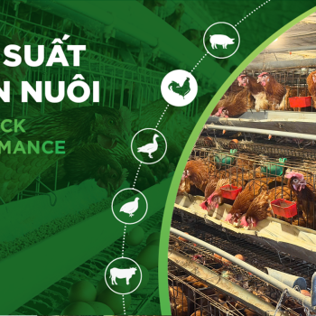 HIỆU SUẤT CHĂN NUÔI TRẠI GÀ THỊT – KHÁCH HÀNG HOÀNG LUẬN C2