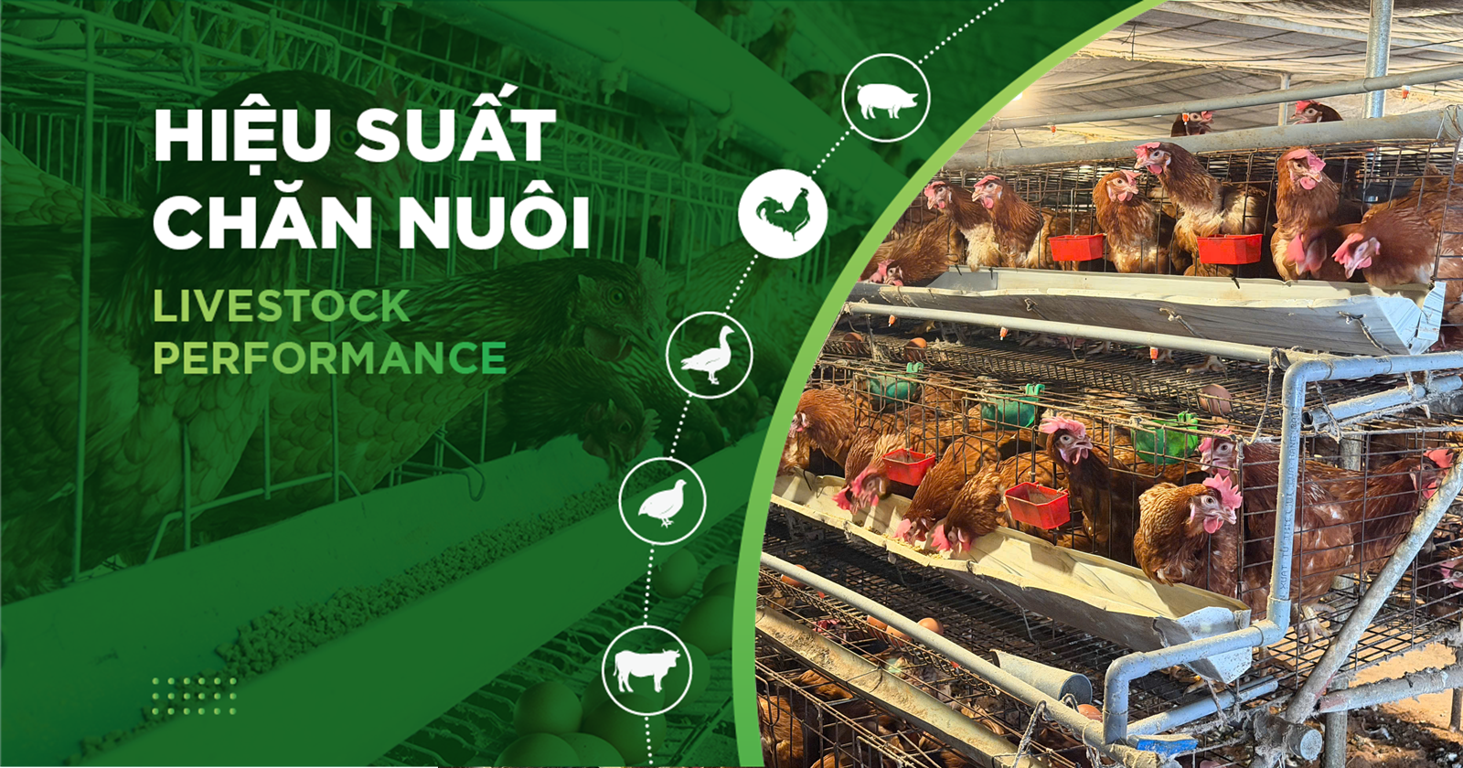 HIỆU SUẤT CHĂN NUÔI TRẠI GÀ THỊT – KHÁCH HÀNG HOÀNG LUẬN C2