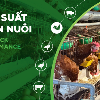 HIỆU SUẤT CHĂN NUÔI TRẠI GÀ THỊT – KHÁCH HÀNG MR TOÀN PHÚ THỌ