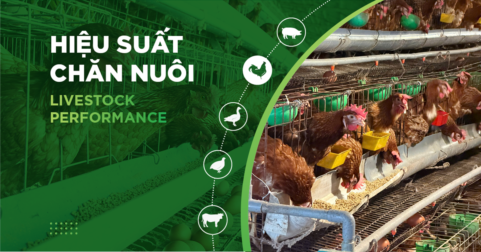 HIỆU SUẤT CHĂN NUÔI TRẠI GÀ THỊT – KHÁCH HÀNG MR TOÀN PHÚ THỌ