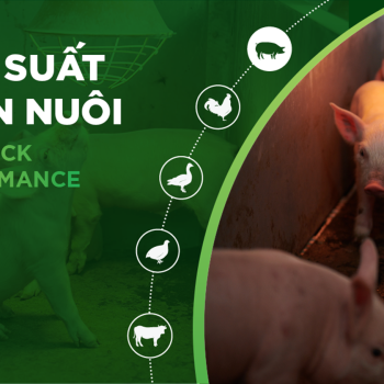 HIỆU SUẤT CHĂN NUÔI TRẠI HEO THỊT – KHÁCH HÀNG NGUYỄN QUANG THÔNG