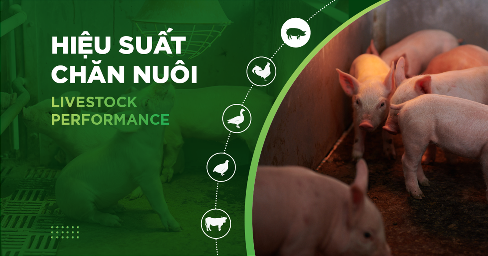 HIỆU SUẤT CHĂN NUÔI TRẠI HEO THỊT – KHÁCH HÀNG NGUYỄN QUANG THÔNG