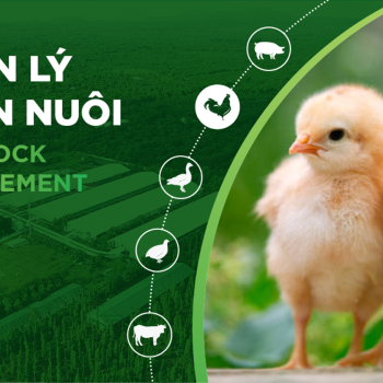 NUTRITION FOR CHICKENS: SOLUTIONS FOR RAPID WEIGHT GAIN AND OPTIMIZED FARMING EFFICIENCY