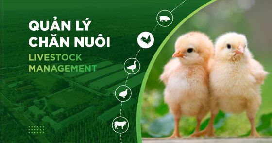 NUTRITION FOR CHICKENS: SOLUTIONS FOR RAPID WEIGHT GAIN AND OPTIMIZED FARMING EFFICIENCY