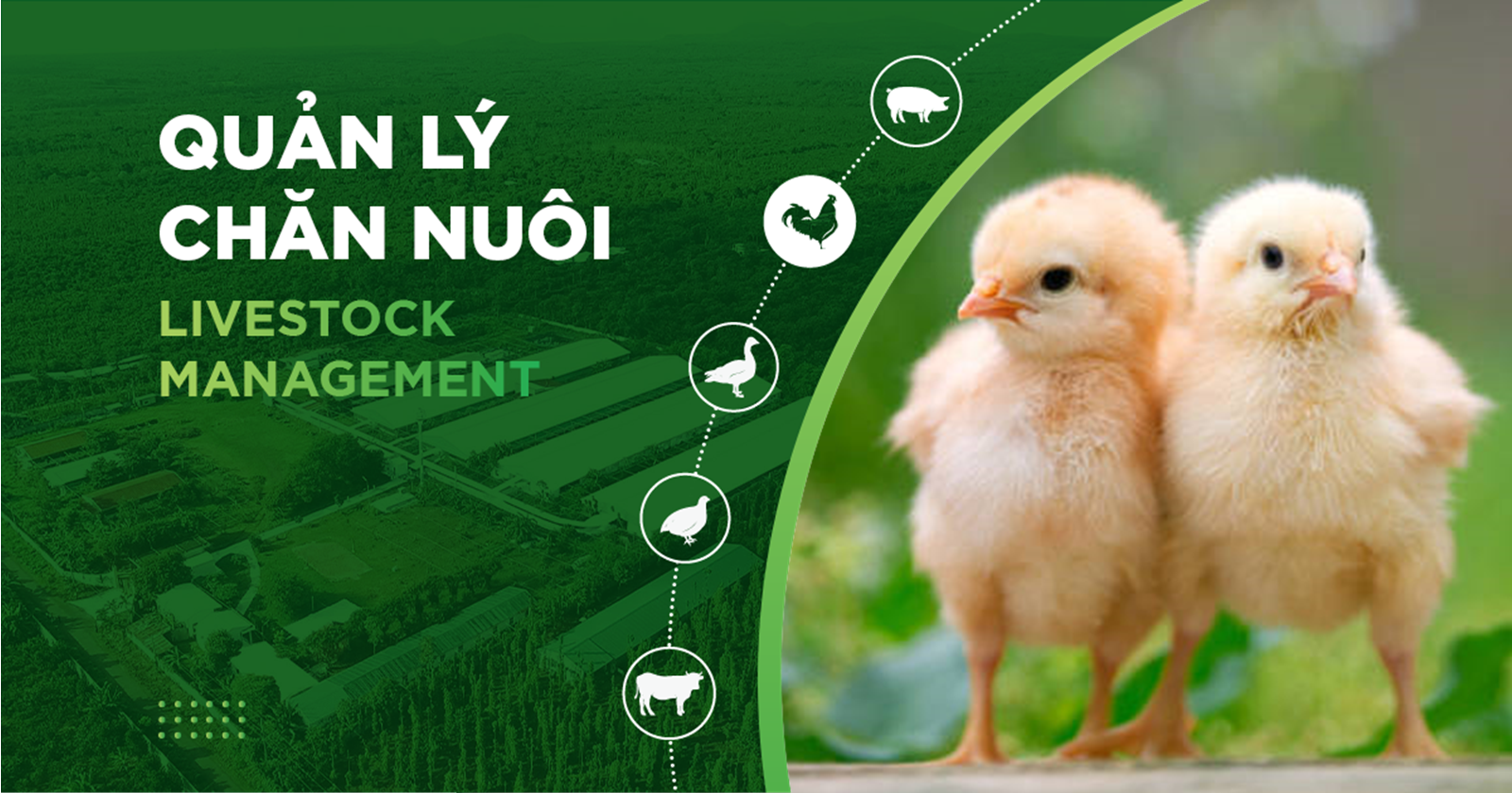 DINH DƯỠNG CHO GÀ: GIẢI PHÁP TĂNG TRỌNG NHANH, TỐI ƯU HIỆU QUẢ CHĂN NUÔI
