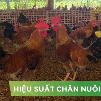 HIỆU SUẤT CHĂN NUÔI TRẠI GÀ THỊT – KHÁCH HÀNG HOÀNG LUẬN C2