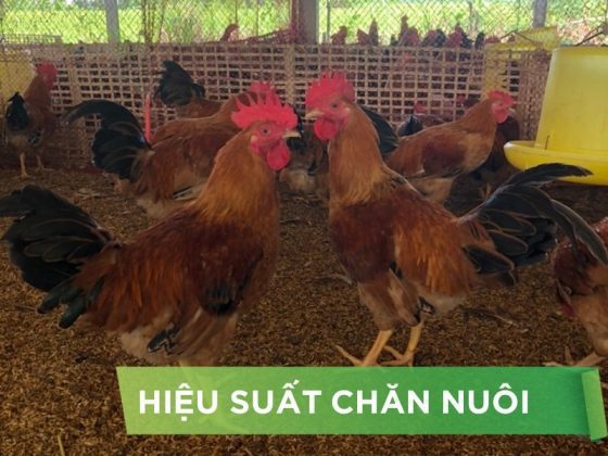 HIỆU SUẤT CHĂN NUÔI TRẠI GÀ THỊT – KHÁCH HÀNG HOÀNG LUẬN C2