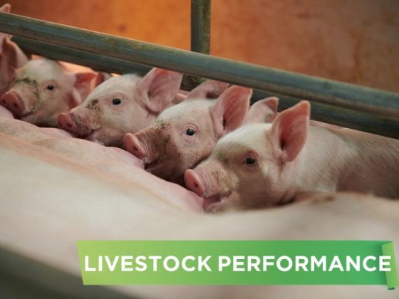 LIVESTOCK PERFORMANCE- NGUYEN QUANG THONG