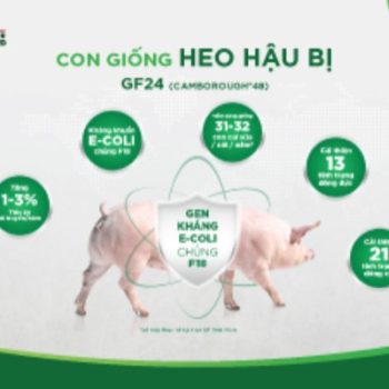 GREENFEED TỰ HÀO CUNG CẤP CON GIỐNG ĐẠT CHUẨN QUỐC TẾ, TỐI ƯU NĂNG SUẤT CHĂN NUÔI