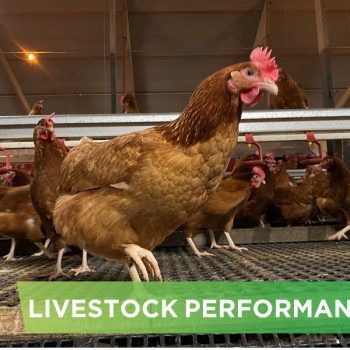 LIVESTOCK PERFORMANCE- HKT FARM