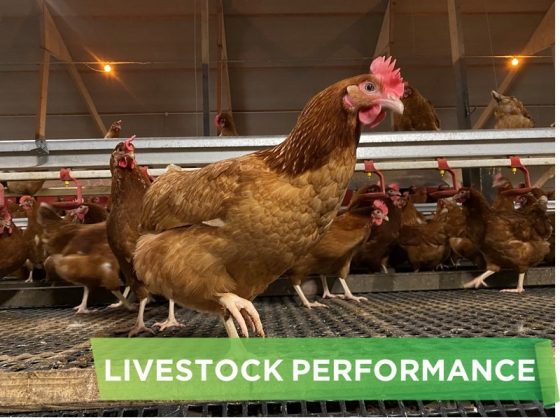 LIVESTOCK PERFORMANCE- HKT FARM