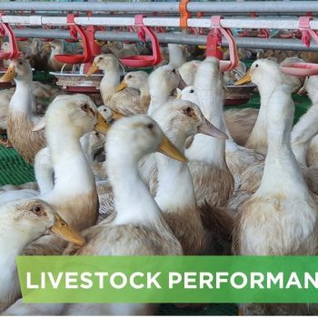 LIVESTOCK PERFORMANCE- HA VY