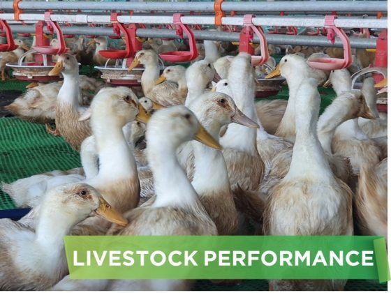 LIVESTOCK PERFORMANCE- HA VY