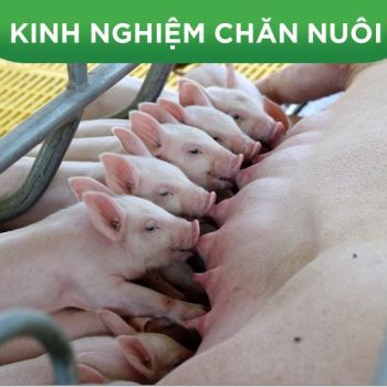 HÀNH TRÌNH THÀNH CÔNG VỚI BỘ GIẢI PHÁP 3 TRỤ CỘT CỦA KHÁCH HÀNG XUÂN TÁNH TẠI BÀ RỊA VŨNG TÀU