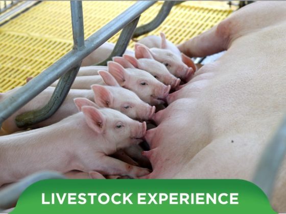 SUCCESSFUL JOURNEY WITH 3 PILLAR SOLUTIONS OF CUSTOMER XUAN TANH IN BA RIA VUNG TAU