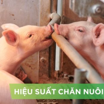 HIỆU SUẤT CHĂN NUÔI TRẠI HEO- KHÁCH HÀNG KIÊN TÂM