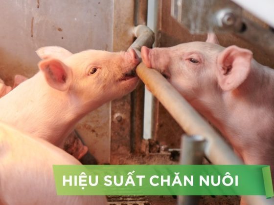 HIỆU SUẤT CHĂN NUÔI TRẠI HEO- KHÁCH HÀNG KIÊN TÂM