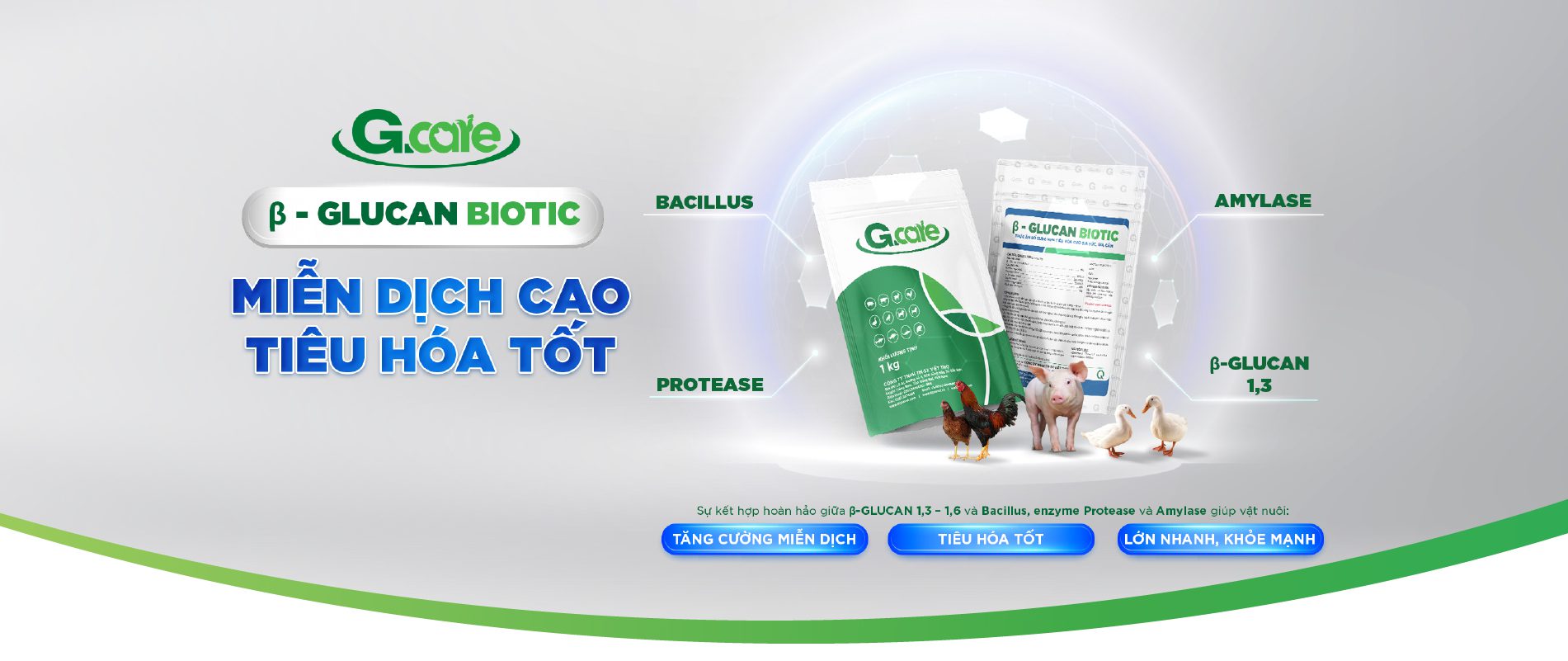 B - Glucan Biotic Miễn dịch cao Tiêu hóa tốt