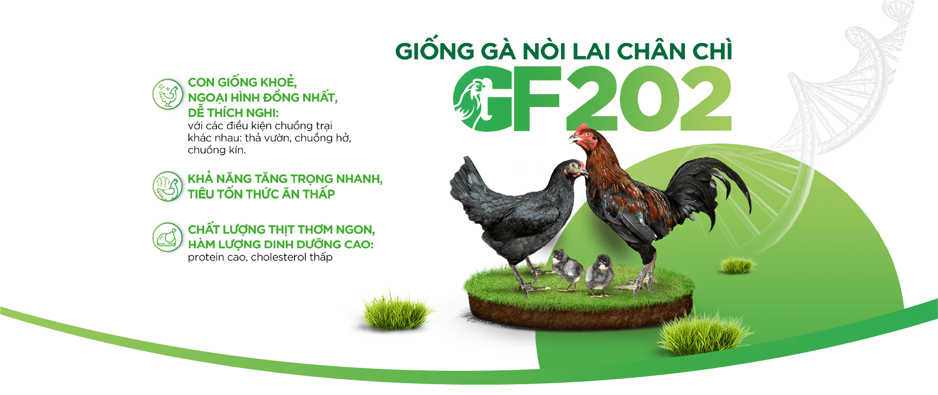 Giống gà nòi lai chân chì GF202