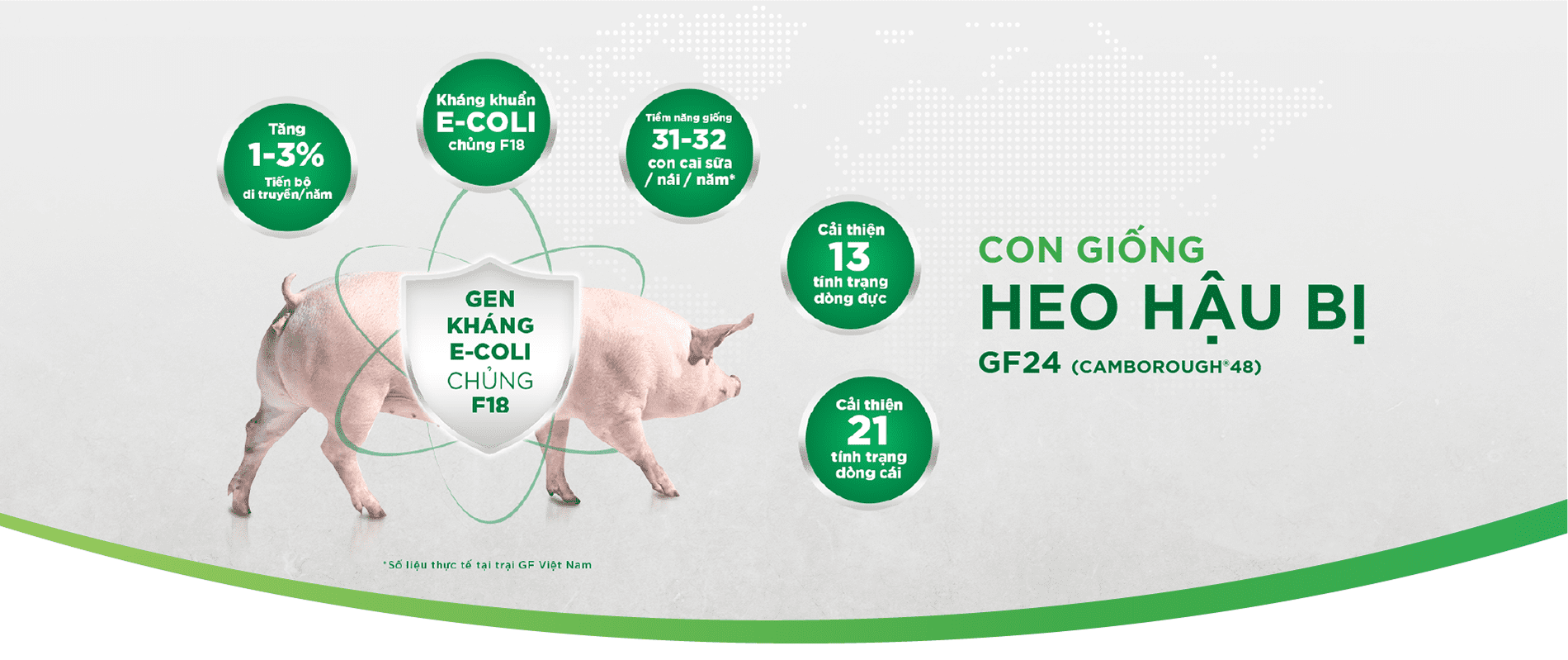 Con giống heo hậu bị GF24