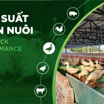 HIỆU SUẤT CHĂN NUÔI TRẠI VỊT- KHÁCH HÀNG HÀ VY