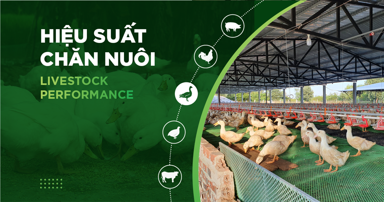 HIỆU SUẤT CHĂN NUÔI TRẠI VỊT- KHÁCH HÀNG HÀ VY