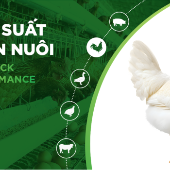 HIỆU SUẤT CHĂN NUÔI TRẠI GÀ- KHÁCH HÀNG ANH ĐOÀN CÔNG HIẾU 01