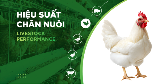 HIỆU SUẤT CHĂN NUÔI TRẠI GÀ- KHÁCH HÀNG ANH ĐOÀN CÔNG HIẾU 01