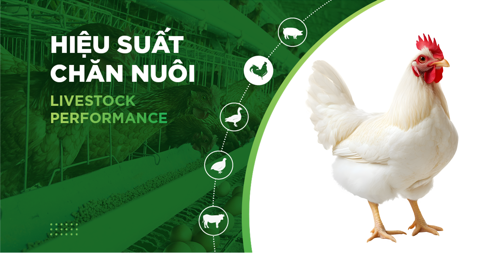 HIỆU SUẤT CHĂN NUÔI TRẠI GÀ- KHÁCH HÀNG ANH ĐOÀN CÔNG HIẾU 01