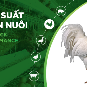 HIỆU SUẤT CHĂN NUÔI TRẠI GÀ- KHÁCH HÀNG LÊ THỊ THU 01