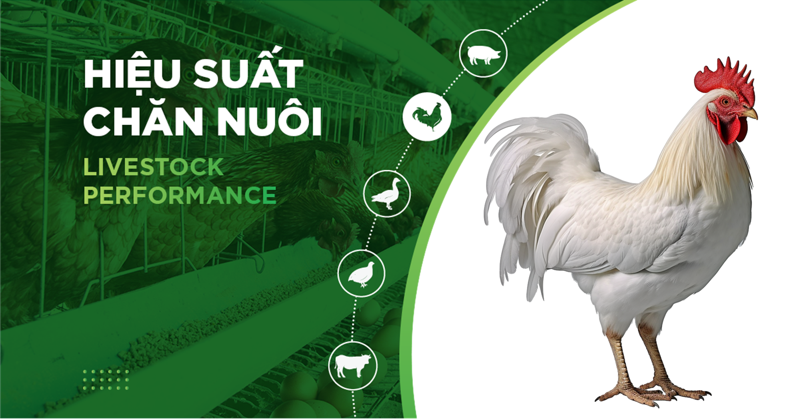 HIỆU SUẤT CHĂN NUÔI TRẠI GÀ- KHÁCH HÀNG LÊ THỊ THU 01