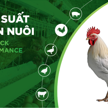 HIỆU SUẤT CHĂN NUÔI TRẠI GÀ – KHÁCH HÀNG LÊ THỊ THU 02