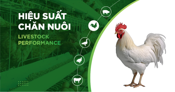 POULTRY FARM PERFORMANCE – CUSTOMER LE THI THU 02
