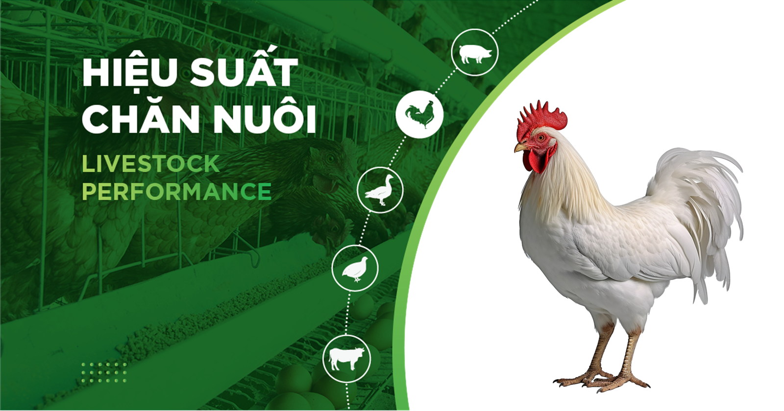 HIỆU SUẤT CHĂN NUÔI TRẠI GÀ – KHÁCH HÀNG LÊ THỊ THU 02