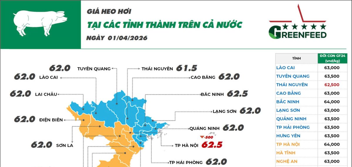Giá heo hơi tại các tỉnh thành trên cả nước ngày 01/04/2026