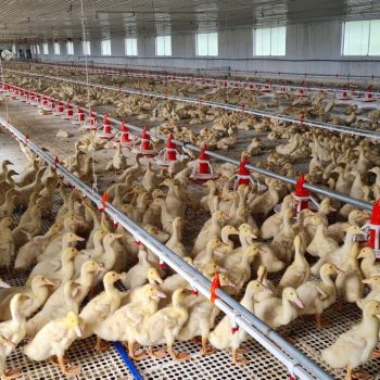 NUTRITION FOR DUCKS: SOLUTIONS TO HELP DUCKS GROW FASTER AND OPTIMIZE PROFITS