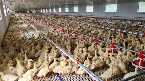 DINH DƯỠNG CHO VỊT, GIẢI PHÁP GIÚP VỊT LỚN NHANH,TỐI ƯU LỢI NHUẬN