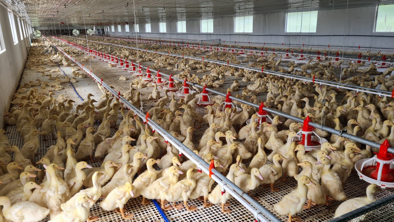 NUTRITION FOR DUCKS: SOLUTIONS TO HELP DUCKS GROW FASTER AND OPTIMIZE PROFITS