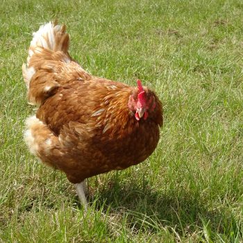 BỆNH GUMBORO Ở GÀ: DẤU HIỆU NHẬN BIẾT, NGUYÊN NHÂN VÀ CÁCH PHÒNG HIỆU QUẢ