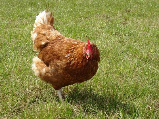 BỆNH GUMBORO Ở GÀ: DẤU HIỆU NHẬN BIẾT, NGUYÊN NHÂN VÀ CÁCH PHÒNG HIỆU QUẢ