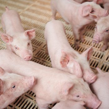 SOLUTIONS FOR INCREASING PIG WEIGHT, HELPING PIGS GROW FASTER AND SAVE COSTS