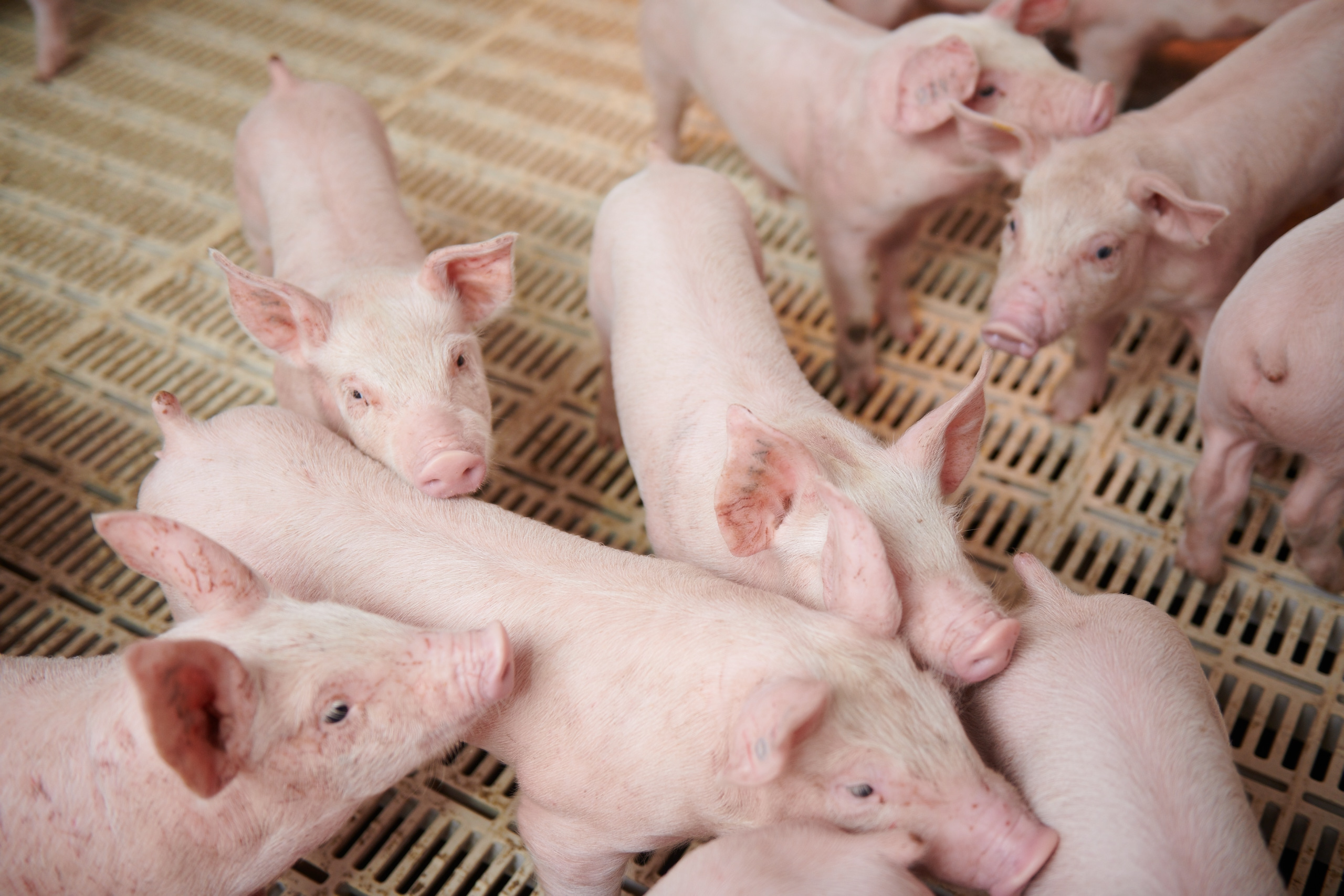 SOLUTIONS FOR INCREASING PIG WEIGHT, HELPING PIGS GROW FASTER AND SAVE COSTS