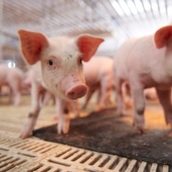 EFFECTIVE PIG FARMING TECHNIQUES: OPTIMAL SOLUTIONS FOR PRODUCTIVITY AND PROFIT