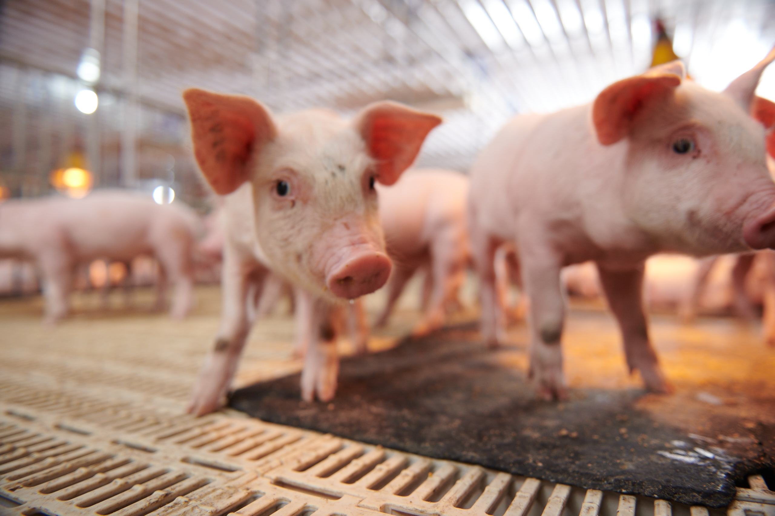 EFFECTIVE PIG FARMING TECHNIQUES: OPTIMAL SOLUTIONS FOR PRODUCTIVITY AND PROFIT