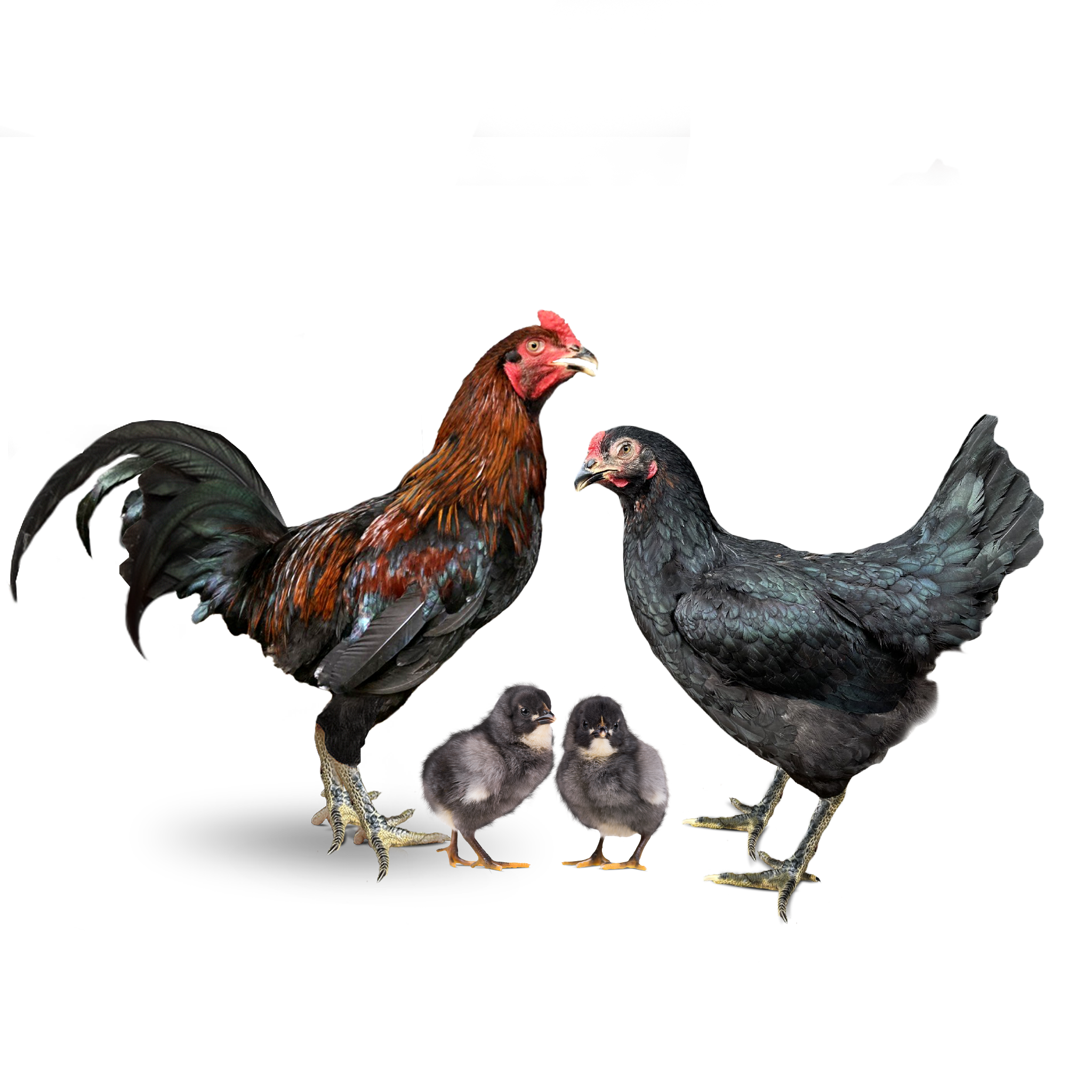 EFFECTIVE CHICKEN FARMING TECHNIQUES, SECRETS TO INCREASING PRODUCTIVITY AND PROFIT