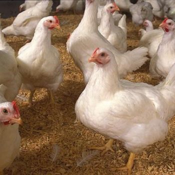 NUTRITION FOR CHICKENS: SOLUTIONS FOR RAPID WEIGHT GAIN AND OPTIMIZED FARMING EFFICIENCY